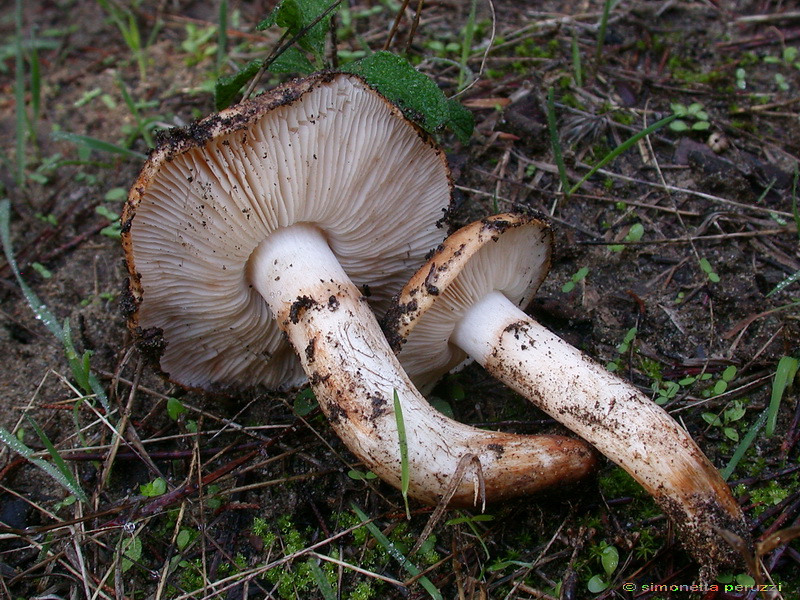 Funghi delle dune e retrodune...